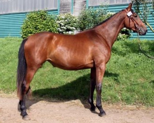 Pferd Fatshedera Maoucha (Selle Français, 2015, von Emir d'Helby)