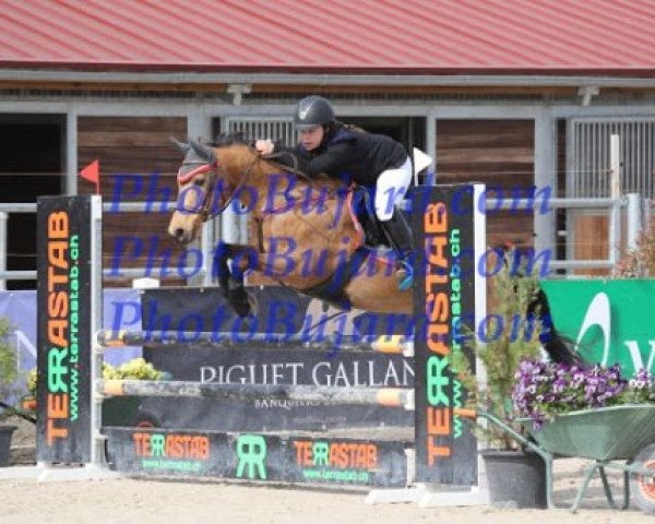 jumper Ninja Maoucha (French Pony, 2001, from El Dorado Maoucha)