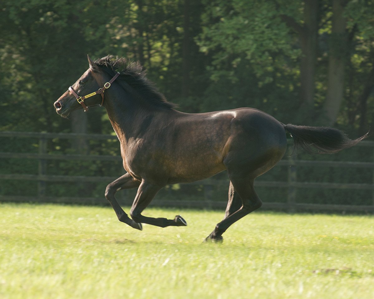 stallion Golden Horn xx (Thoroughbred, 2012, from Cape Cross xx)