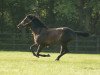 stallion Golden Horn xx (Thoroughbred, 2012, from Cape Cross xx)