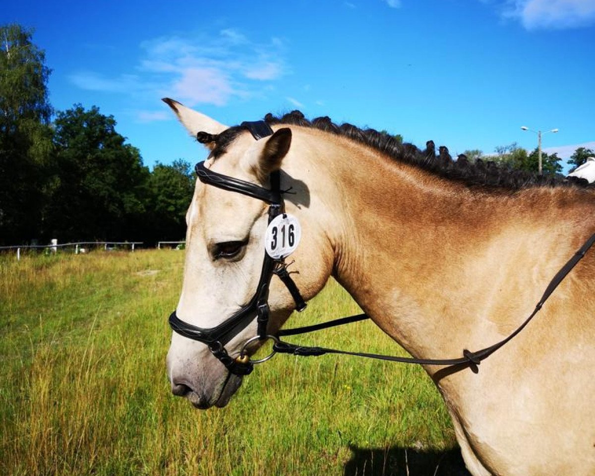 jumper Top Dundee II (Connemara Pony, 2012, from Shadow's Dun)