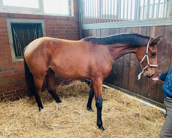 dressage horse Valerie (Oldenburg, 2019, from Valverde NRW)