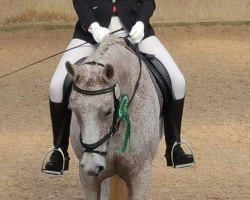 dressage horse Bellevue 97 (Mecklenburg, 2000, from Brokat)