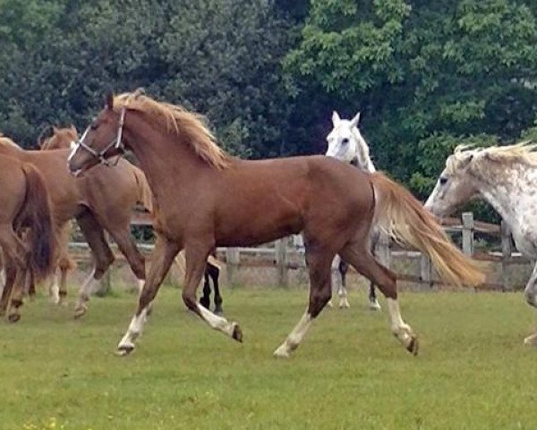 horse Daffodil Maoucha (Selle Français, 2013, from El Dorado Maoucha)