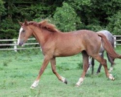 broodmare Curuvinda Maoucha (Selle Français, 2012, from Padock du Plessis)