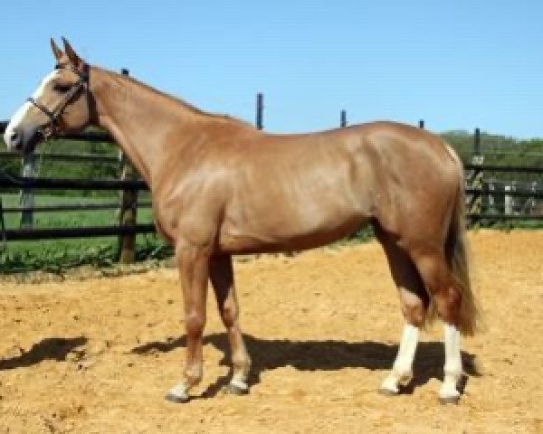 broodmare Betelgeuse Maoucha (Selle Français, 2011, from El Dorado Maoucha)