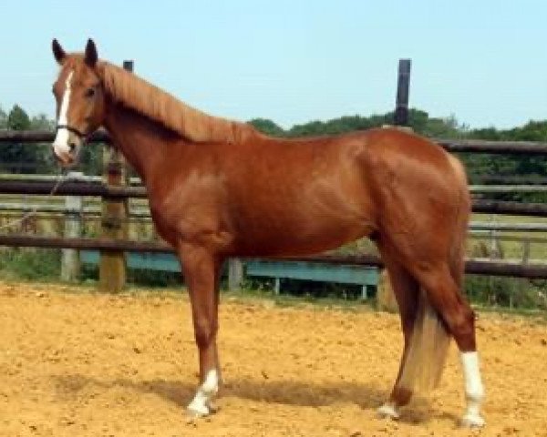 horse Birdy Maoucha (Selle Français, 2011, from El Dorado Maoucha)