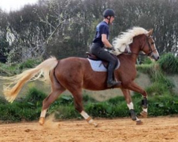 horse Asphodèle Maoucha (Selle Français, 2010, from El Dorado Maoucha)