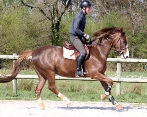 broodmare Absinthe Maoucha (Selle Français, 2010, from El Dorado Maoucha)