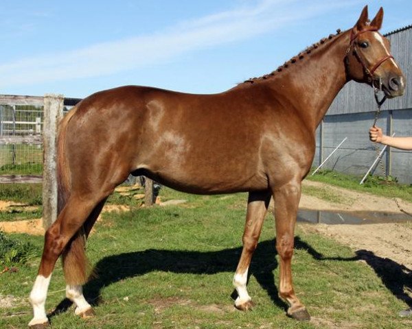 horse Volfen Maoucha (Selle Français, 2009, from El Dorado Maoucha)