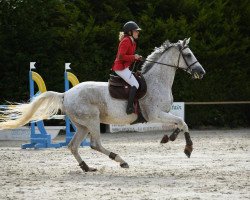 Pferd VVhite Witch Maoucha (Selle Français, 2009, von Mercredi de Mars)