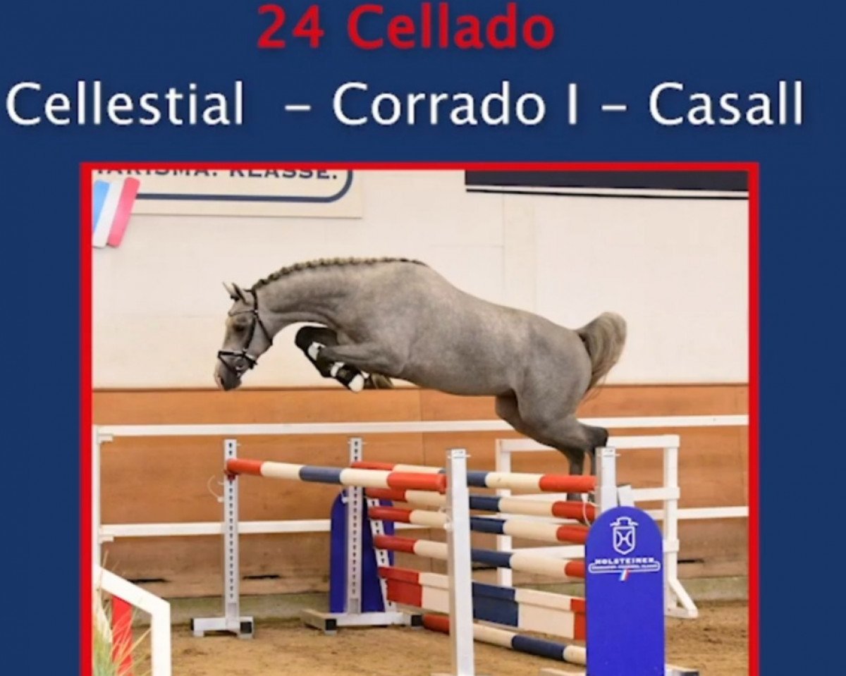 Deckhengst Cellado (Holsteiner, 2018, von Cellestial)
