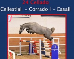 stallion Cellado (Holsteiner, 2018, from Cellestial)