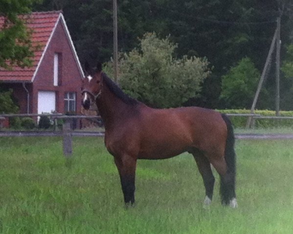 dressage horse Richmond 26 (Westphalian, 2003, from Roh Magic)