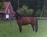 dressage horse Richmond 26 (Westphalian, 2003, from Roh Magic)