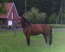 dressage horse Richmond 26 (Westphalian, 2003, from Roh Magic)