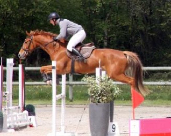 Pferd Vifdor Maoucha (Selle Français, 2009, von El Dorado Maoucha)