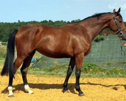 Pferd Venus Star Maoucha (Selle Français, 2009, von El Dorado Maoucha)