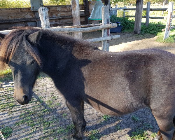 Pferd Oldmark Sweet Bonita (Shetland Pony, 2019, von Bonito)