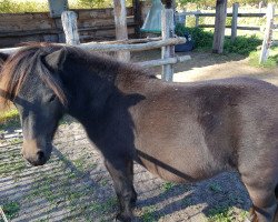 horse Oldmark Sweet Bonita (Shetland Pony, 2019, from Bonito)