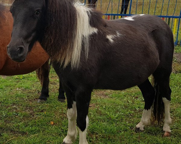 Dressurpferd Oldmark Valencia (Shetland Pony, 2019, von Othello)