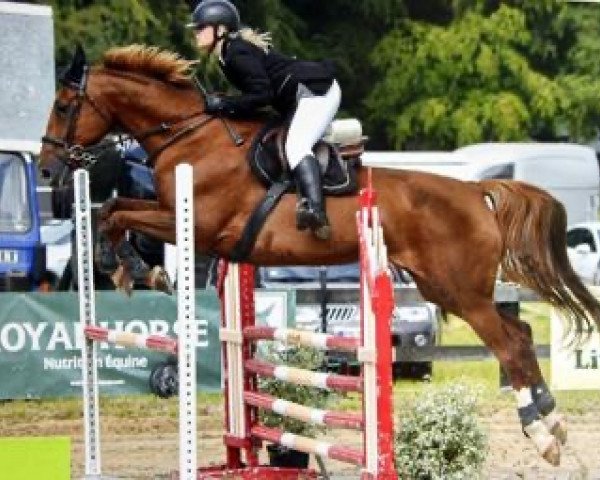 horse Twiny Maoucha (Selle Français, 2007, from El Dorado Maoucha)