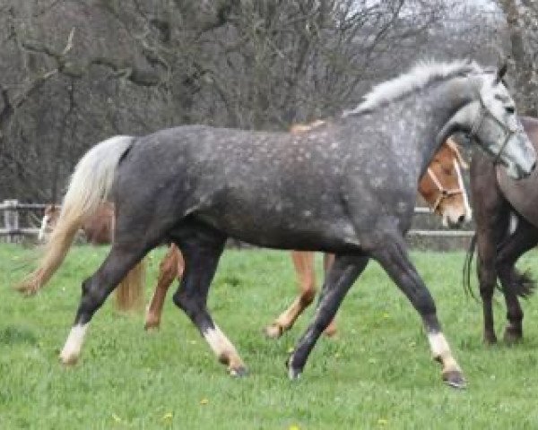 broodmare Supernana d'Espoir (Selle Français, 2006, from Laurier de Here AA)