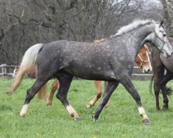 broodmare Supernana d'Espoir (Selle Français, 2006, from Laurier de Here AA)