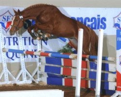 horse Shamrock Maoucha (Selle Français, 2006, from Kildare du Carel)