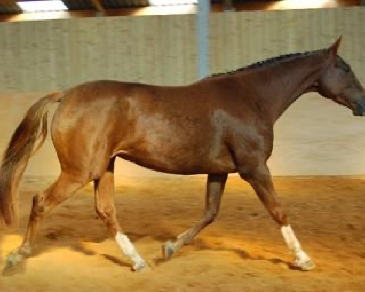 broodmare Raffafa Maoucha (Selle Français, 2005, from El Dorado Maoucha)