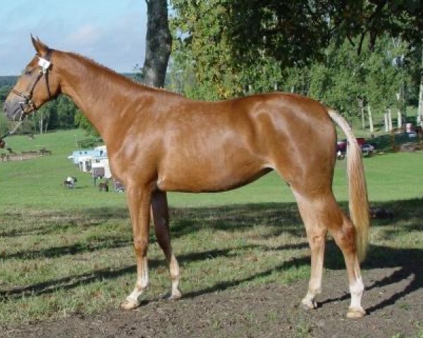 jumper Qarah Maoucha (Selle Français, 2004, from Grenat de Grez)