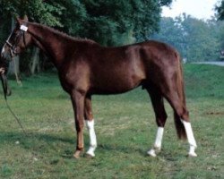 Pferd Neferou Maoucha (Selle Français, 2001, von El Dorado Maoucha)