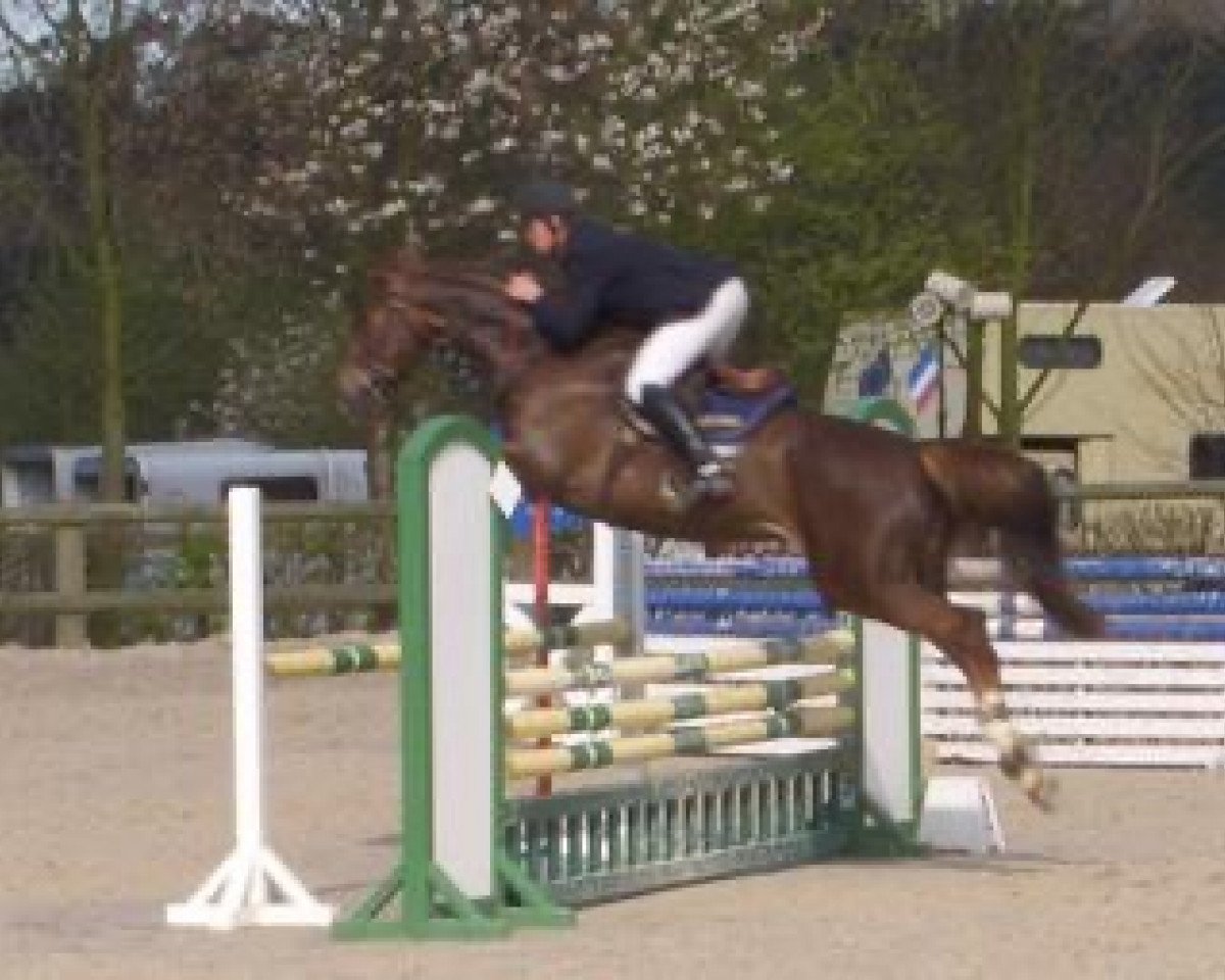 broodmare Nugget Maoucha (Selle Français, 2001, from El Dorado Maoucha)
