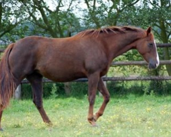 broodmare Lilith Maoucha (Selle Français, 1999, from El Dorado Maoucha)
