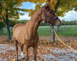 jumper Verona Sunset (Hanoverian, 2012, from Valentino)