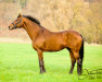 stallion Markus Deak xx (Thoroughbred, 1994, from Guarde Royal xx)
