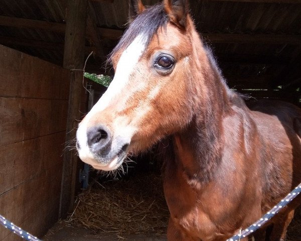 horse Ruimzicht's Princesse (Welsh mountain pony (SEK.A), 1998, from Nachtegaal's Captain)