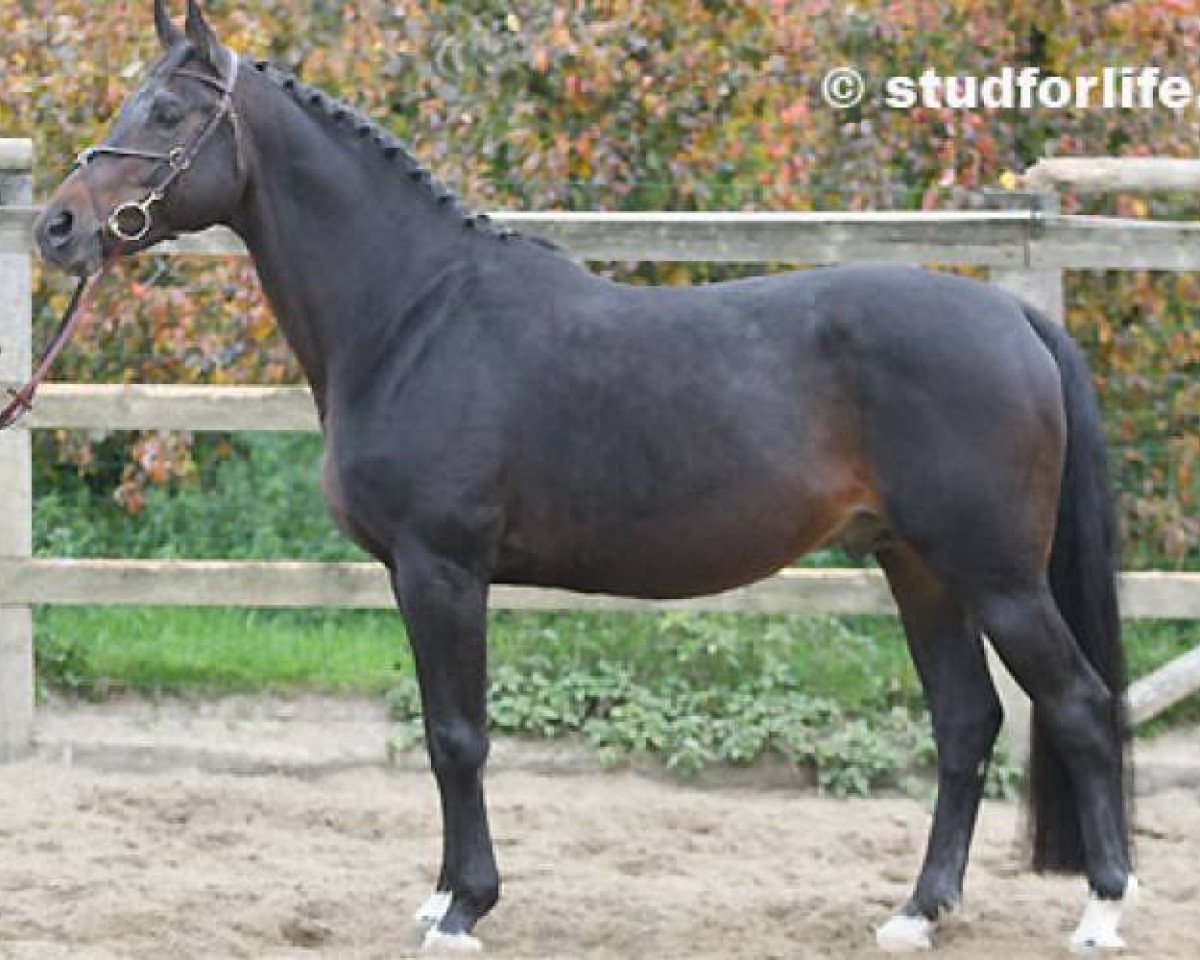 stallion Domino de Moyon (Selle Français, 1991, from Jalisco B)