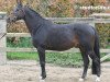 stallion Domino de Moyon (Selle Français, 1991, from Jalisco B)