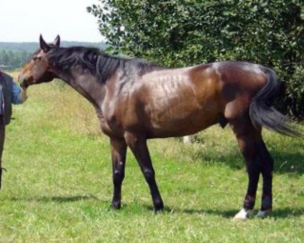 horse Kohinoor Maoucha (Selle Français, 1998, from El Dorado Maoucha)