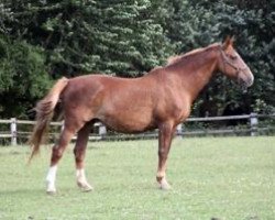 broodmare Jewel Tchou Maoucha (Selle Français, 1997, from Uzelien)