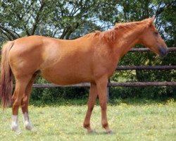 broodmare Idole du Teilleul (Selle Français, 1996, from Umour du Fenaud)