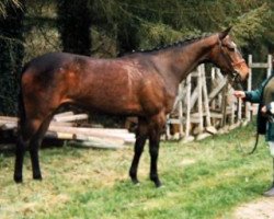 Zuchtstute Foxglove Maoucha (Selle Français, 1993, von Hand in Glove xx)