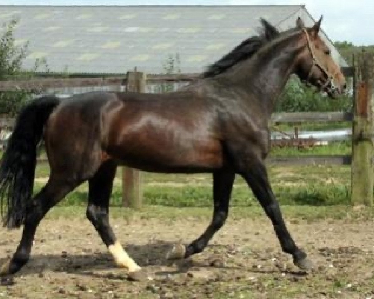stallion Emir d'Helby (Selle Français, 1992, from Quito de Baussy)