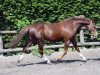 stallion El Dorado Maoucha (Selle Français, 1992, from Uzelien)