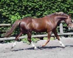 stallion El Dorado Maoucha (Selle Français, 1992, from Uzelien)