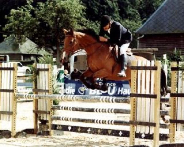 horse Doriane Maoucha (Selle Français, 1991, from Mister Sartilly)