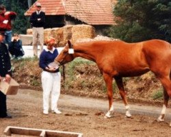 Zuchtstute VVindstar Maoucha (Selle Français, 1987, von Micko Platiere)