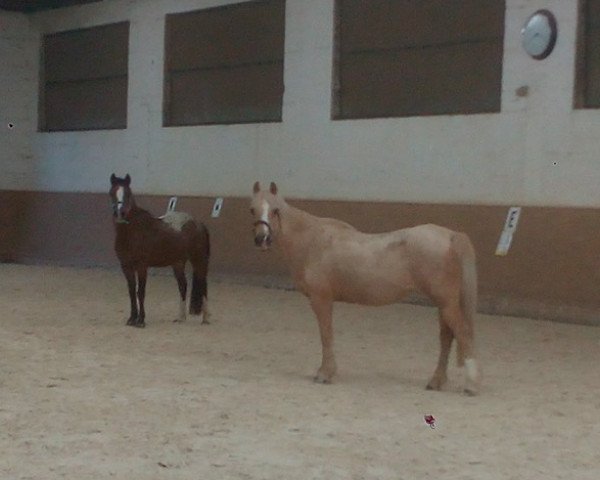 Zuchtstute De Mispelhoef's Tessa (Welsh Mountain Pony (Sek.A), 1994, von Tyrcanol Apollo)