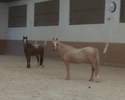 Zuchtstute De Mispelhoef's Tessa (Welsh Mountain Pony (Sek.A), 1994, von Tyrcanol Apollo)